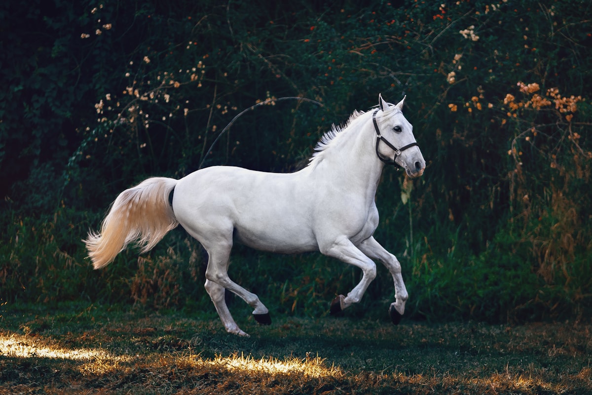 Test Beginner Private Dressage — Updated